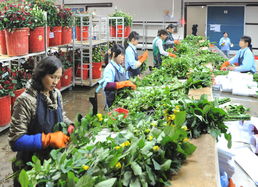 越南花卉出口发展迅速