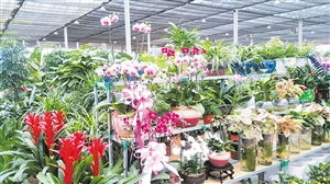 海口推进热带花卉产业发展 种植面积6.98万亩