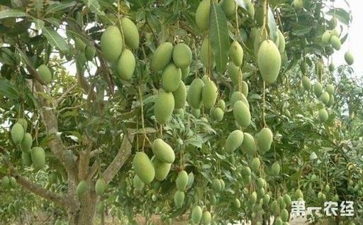 芒果树种植:芒果树种植的果园管理技术