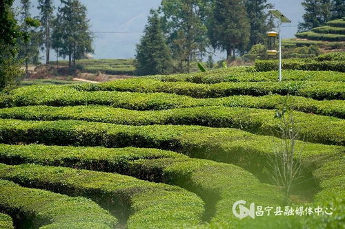 昌宁勐统 贡茶飘香茶农乐