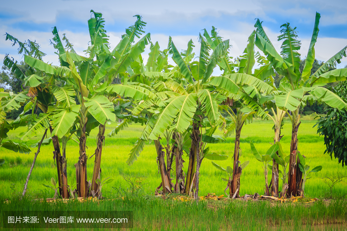 在稻田种植香蕉树的混合农业是一种农业系统,农民在同一块地里同时种植两种或两种以上的香蕉树。