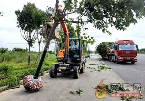 在清凉寺大道旁 工作人员正在栽植绿化苗木