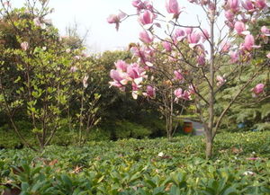 沭阳花木销售 沭阳县大同花木园艺场 沭阳绿化苗木,沭阳花卉,沭阳盆景种植,沭阳花木销售,草包装种子零售